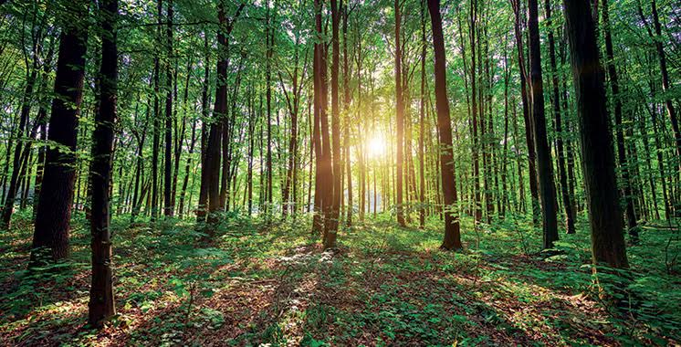 Keanekaragaman hayati – Kanada akan mendukung strategi “Hutan Maroko 2020-2030”.